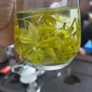 2020年新茶黄金芽黄金叶