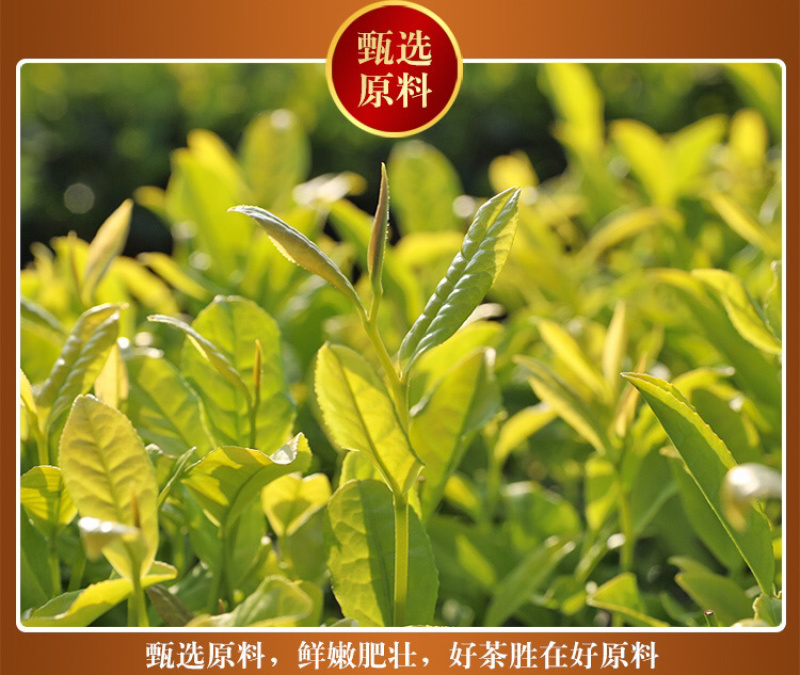 2020年新茶黄金芽黄金叶