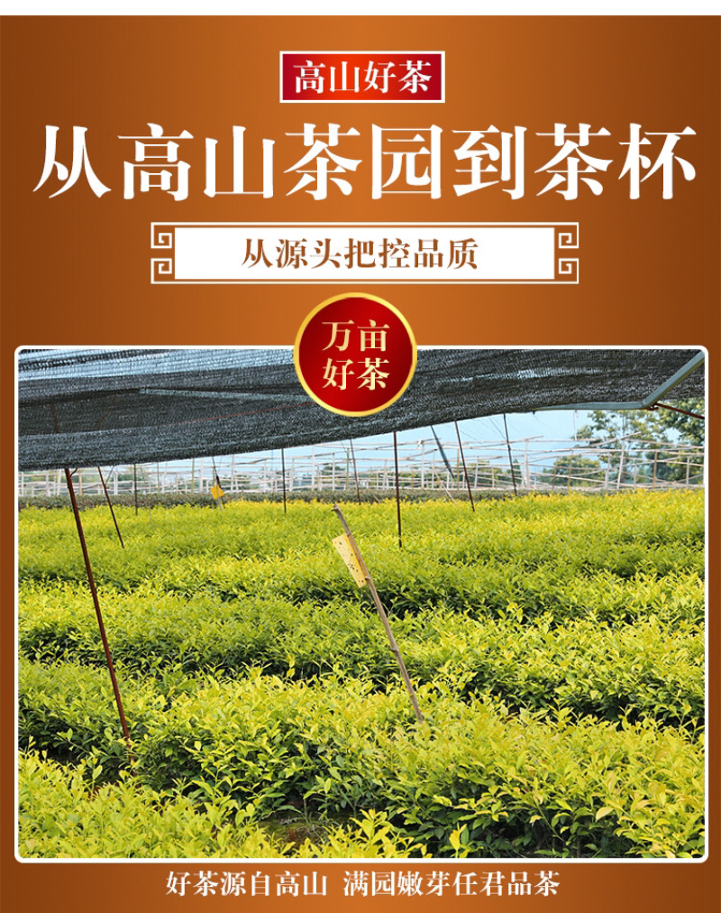 2020年新茶黄金芽黄金叶