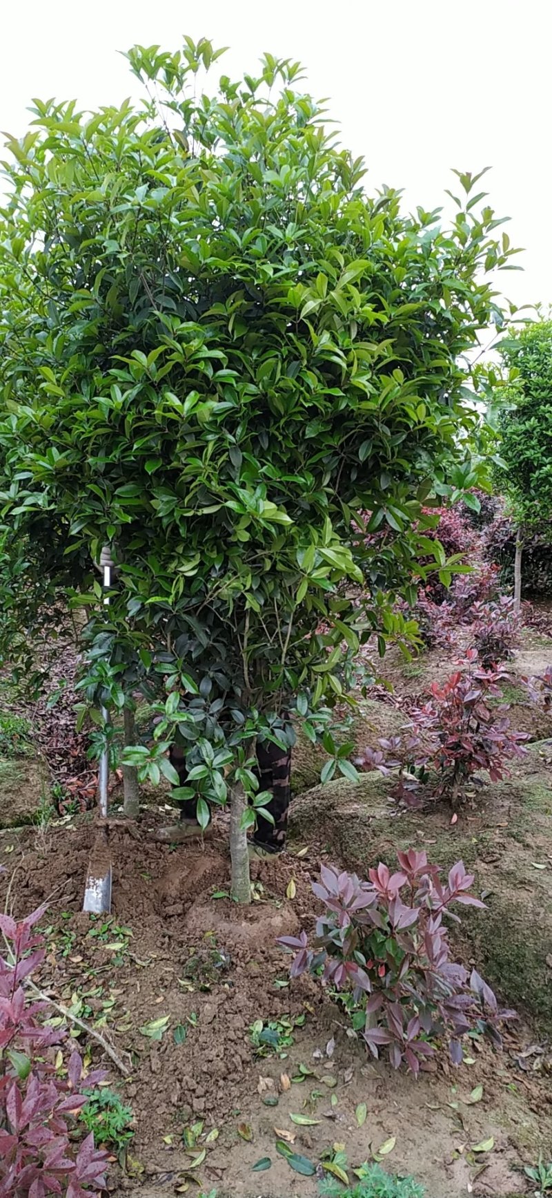 精品桂花树3公分～6公分桂花树基地供货大小批发