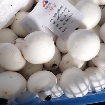 双孢菇