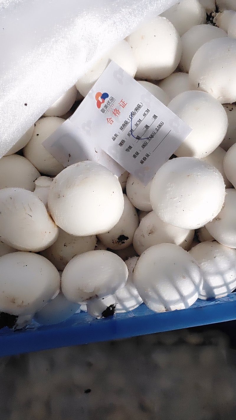 双孢菇
