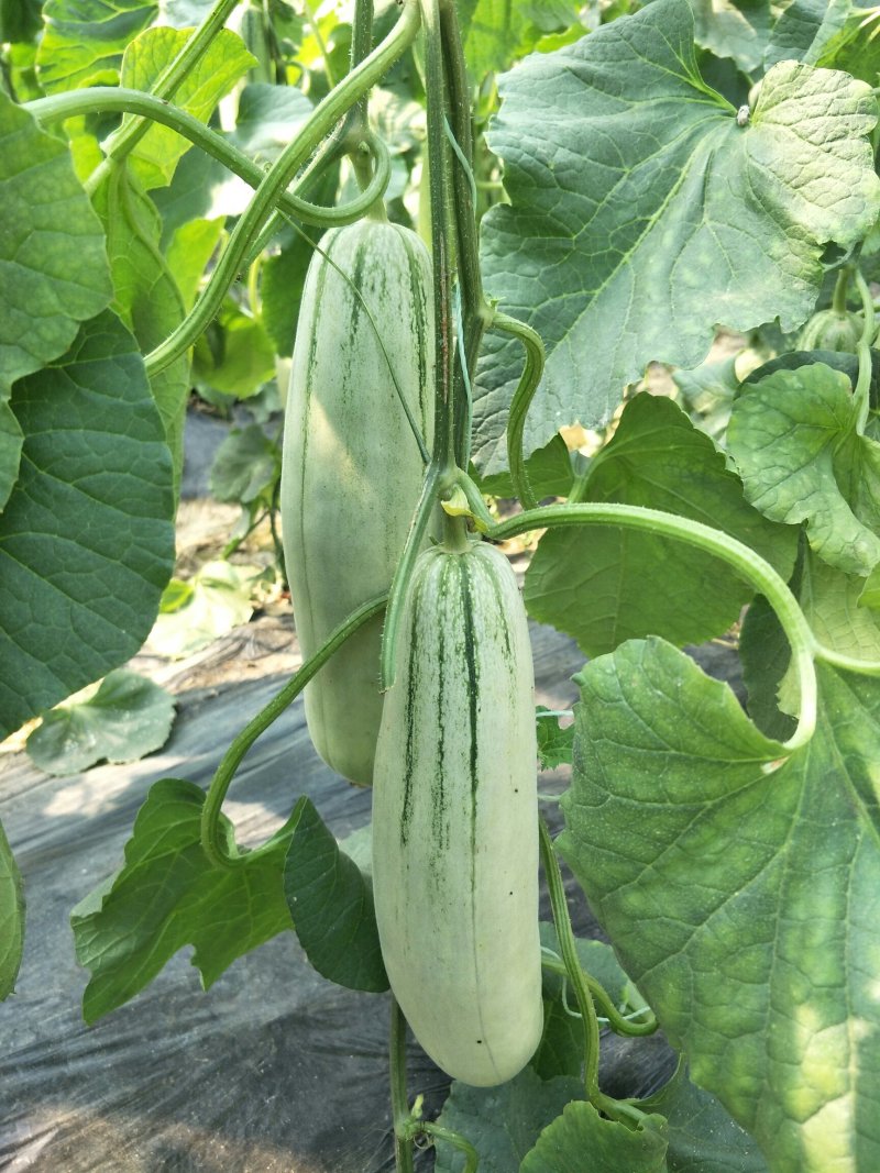 【推荐】博洋61山东甜瓜脆甜果肉产地直销供货充足