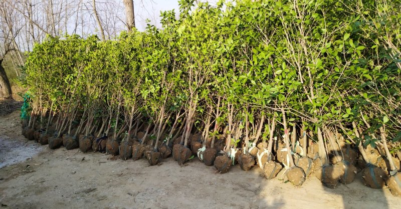 精品桂花树3公分～6公分桂花树基地供货大小批发