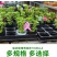 优质加厚多肉牙苗菜培育箱穴盘多肉种植育苗盒育苗盘塑料
