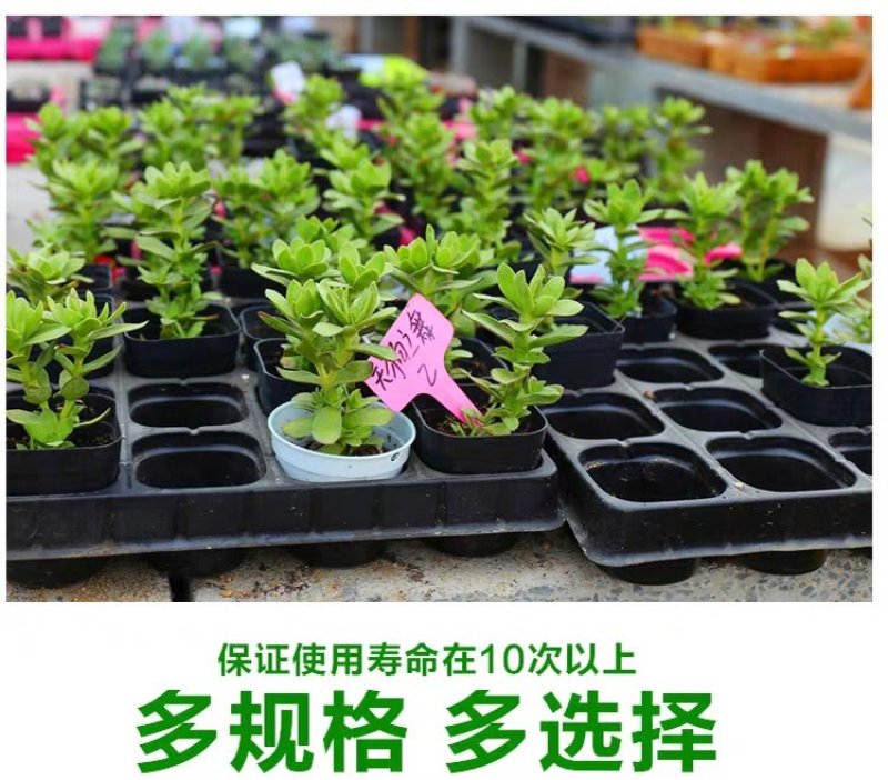 优质加厚多肉牙苗菜培育箱穴盘多肉种植育苗盒育苗盘塑料