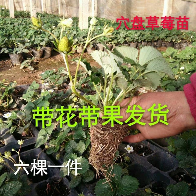 优质加厚多肉牙苗菜培育箱穴盘多肉种植育苗盒育苗盘塑料