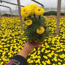 万寿菊，基地直销，常年销售各种绿化苗木。