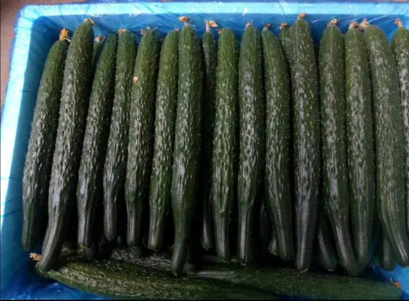 密刺油瓜，新鲜上市，青瓤青瓜，顶花密刺，供应全国