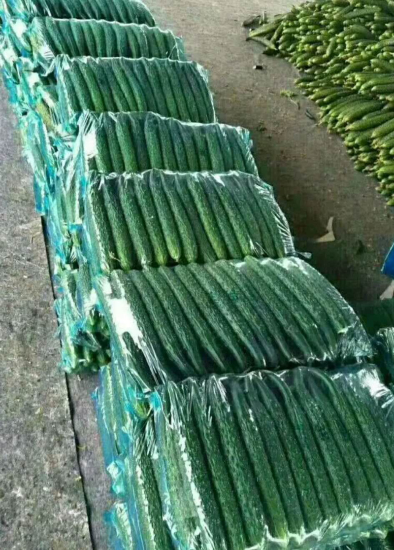 密刺油瓜，新鲜上市，青瓤青瓜，顶花密刺，供应全国