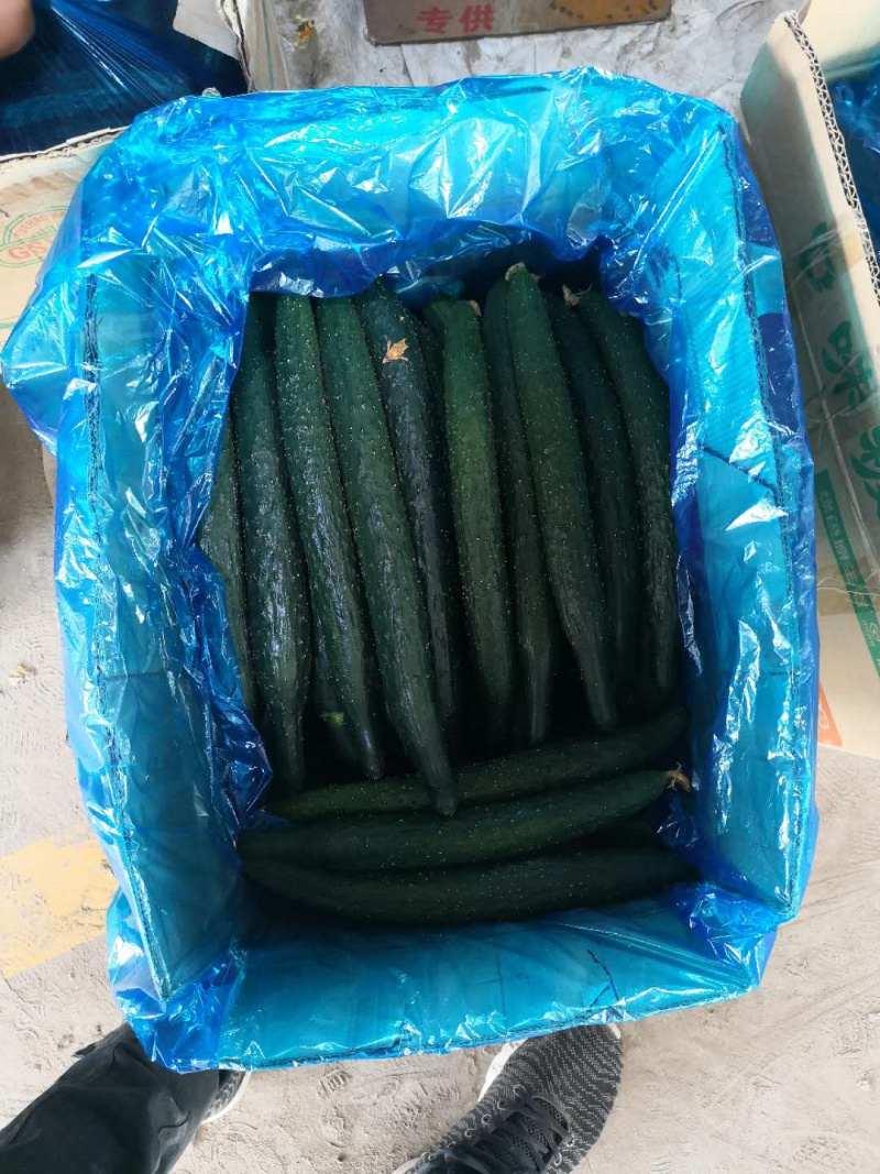 密刺油瓜，新鲜上市，青瓤青瓜，顶花密刺，供应全国