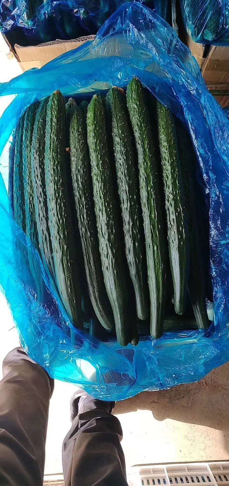 密刺油瓜，新鲜上市，青瓤青瓜，顶花密刺，供应全国