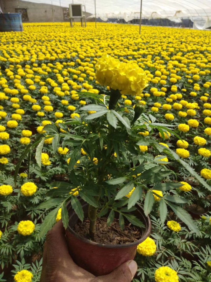 万寿菊，基地直销，常年销售各种绿化苗木。