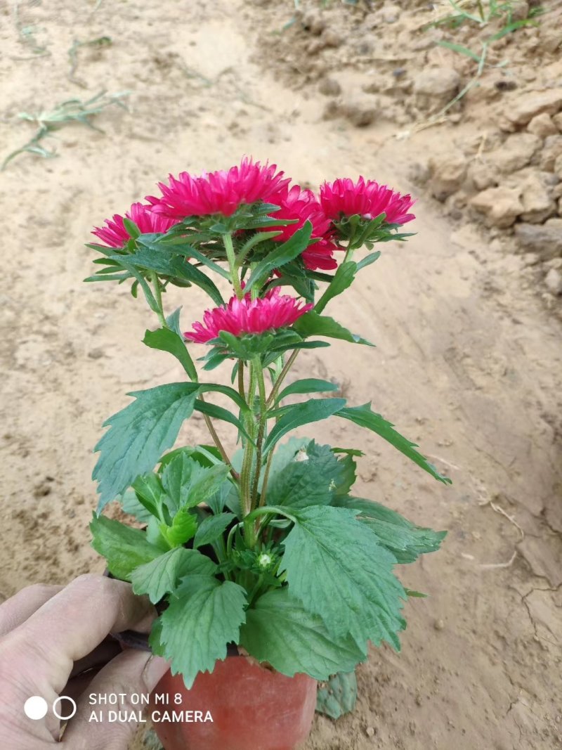 翠菊，基地直销，常年销售各种绿化苗木。