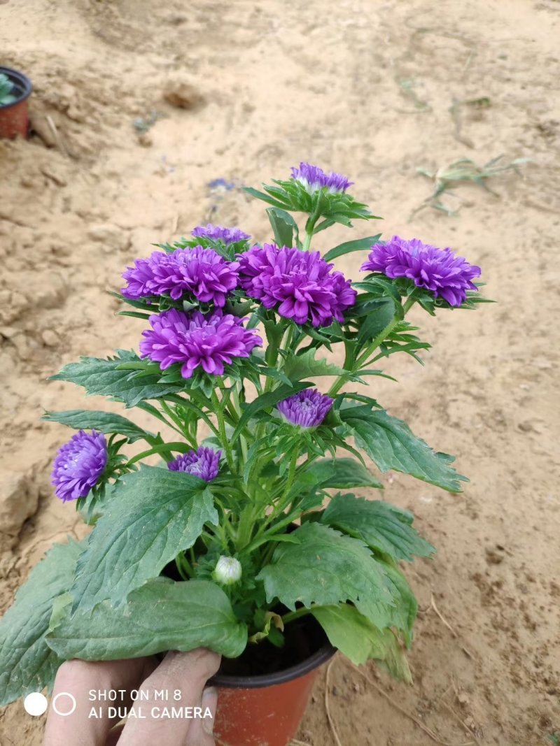翠菊，基地直销，常年销售各种绿化苗木。