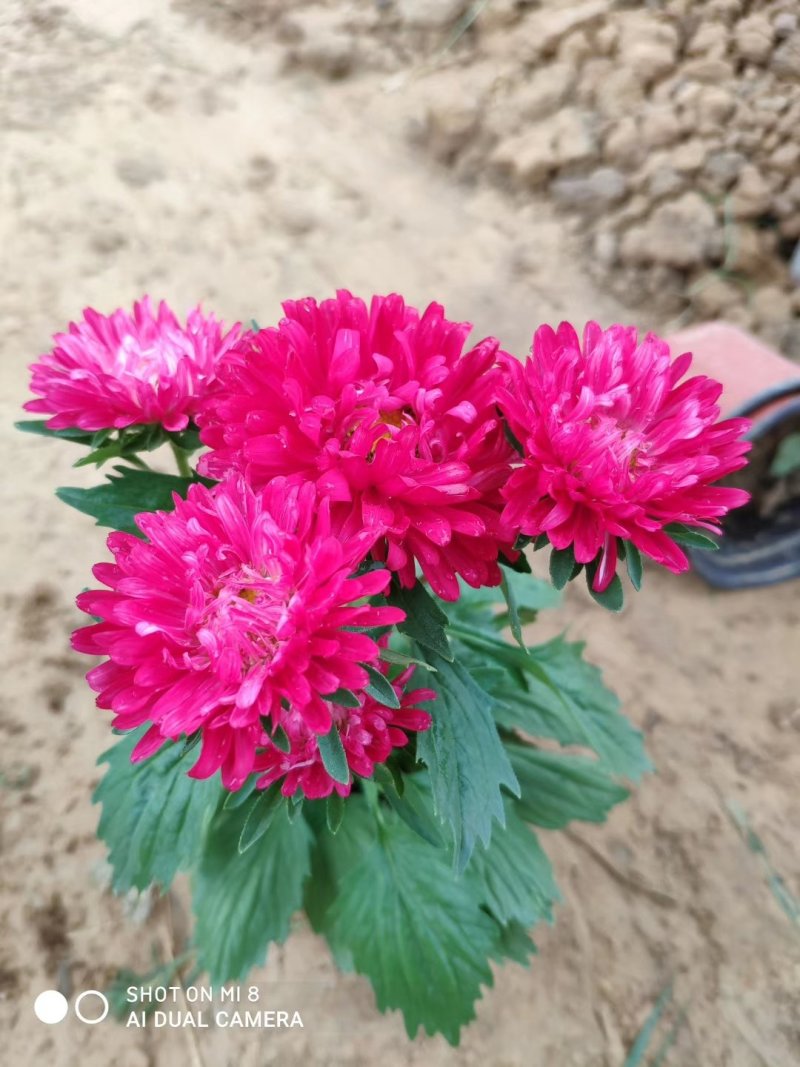 翠菊，基地直销，常年销售各种绿化苗木。