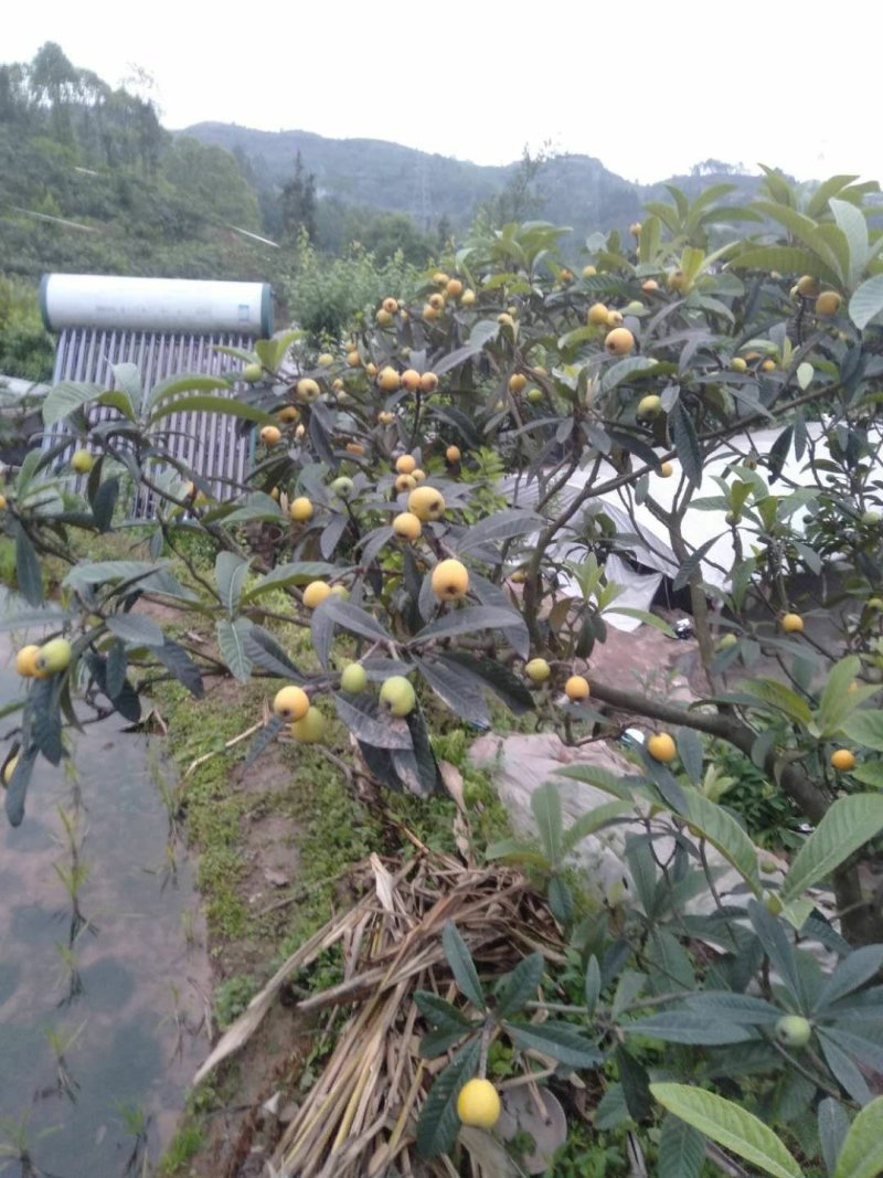 大五星枇杷
