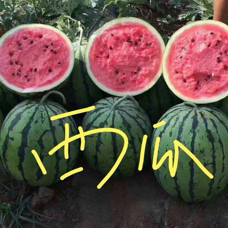 西瓜、美都西瓜、地头装货、各种品种、全国发货
