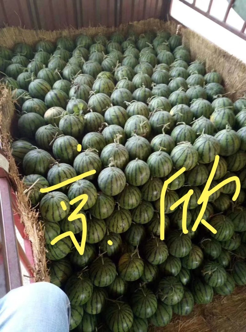 西瓜、美都西瓜、地头装货、各种品种、全国发货
