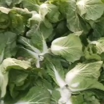 黄心大白菜价格便宜质量好