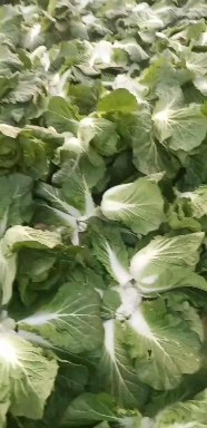 黄心大白菜价格便宜质量好