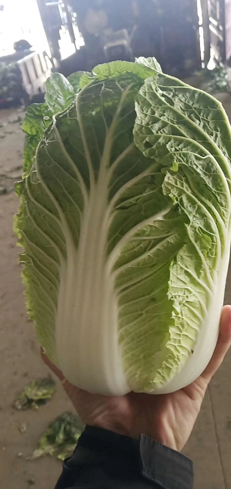 黄心大白菜价格便宜质量好
