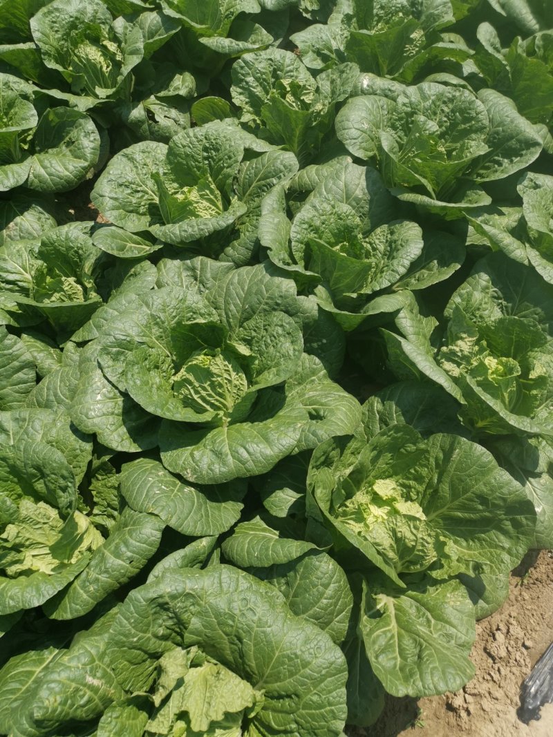 黄心大白菜价格便宜质量好