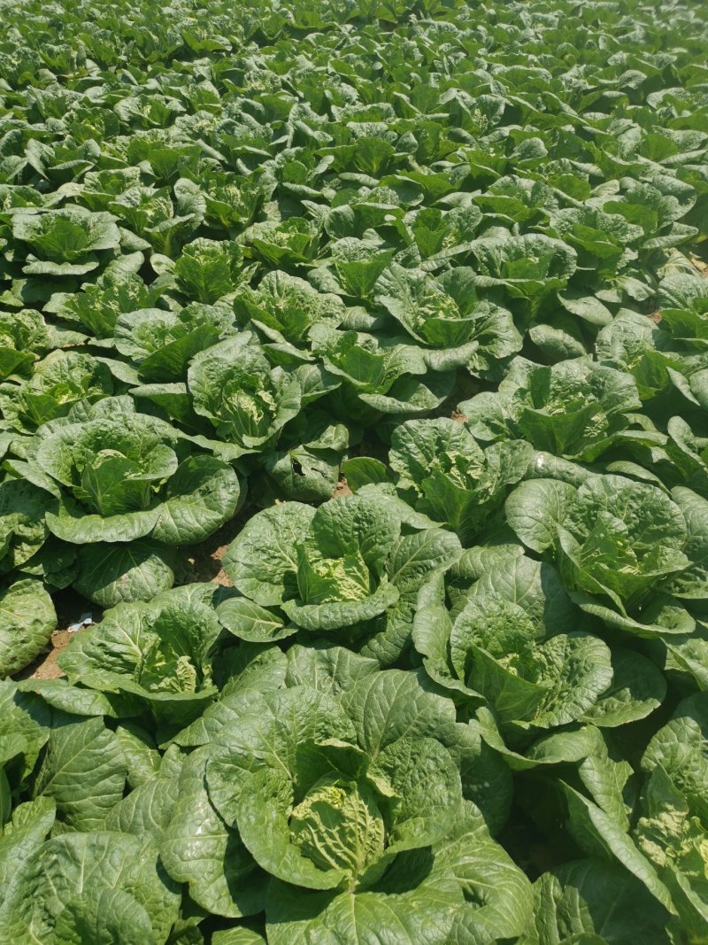 黄心大白菜价格便宜质量好