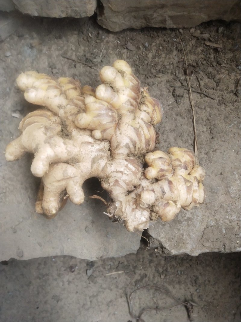 出售大量土窖板姜，颜色亮，