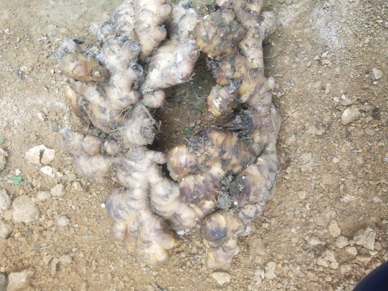 出售大量土窖板姜，颜色亮，