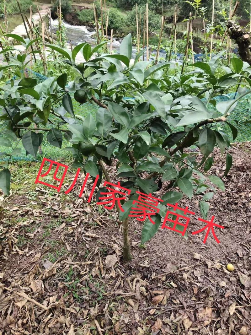 基地直发药用嫁接枳壳苗现挖现发保湿发货保证品种品质