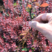 红叶小檗苗红叶小波苗免费包邮红叶小波10公分左右高度