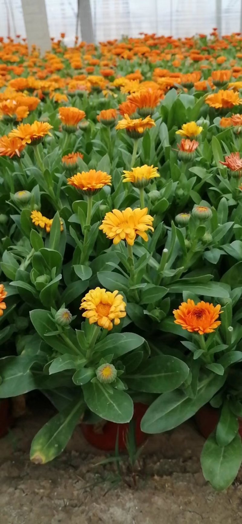 金盏菊，基地直销，常年销售各种绿化苗木。