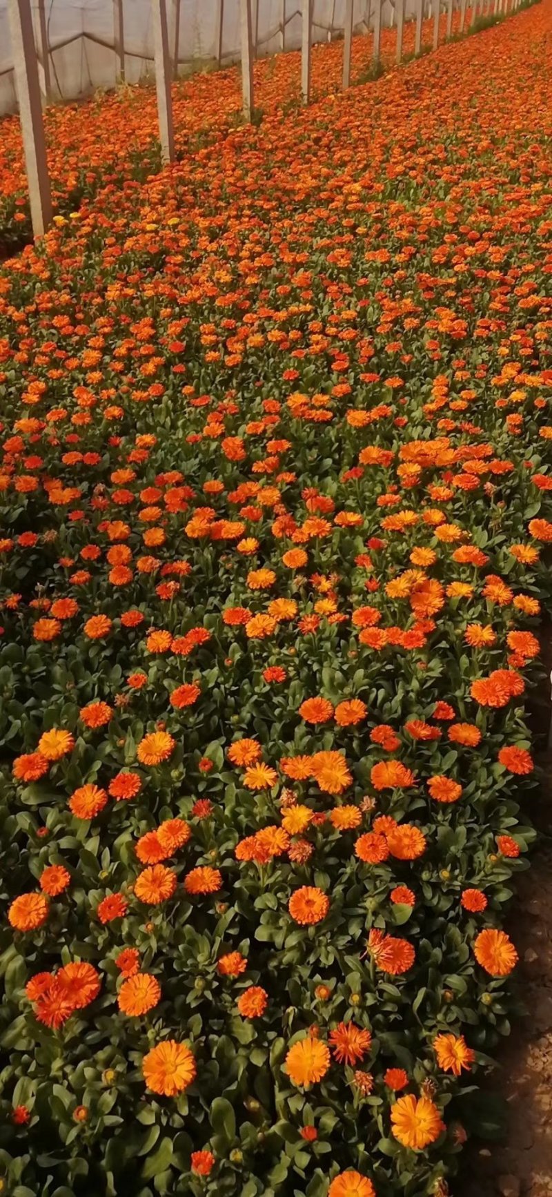金盏菊，基地直销，常年销售各种绿化苗木。
