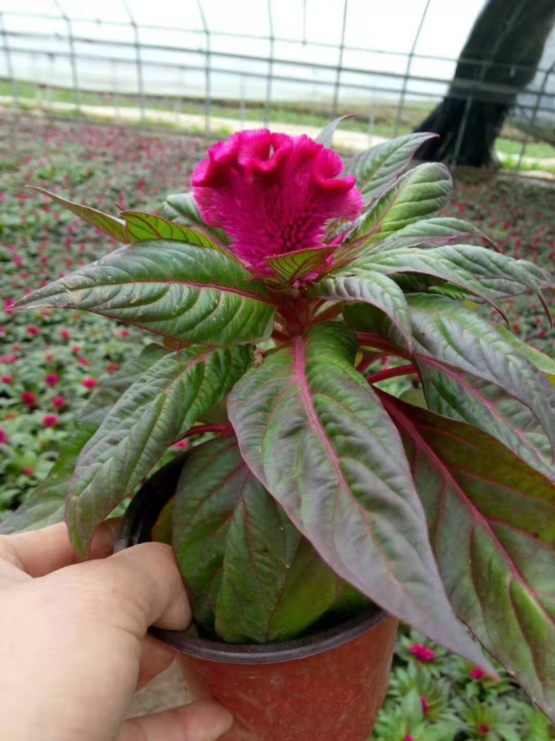 鸡冠花，基地直销，世纪红，一支笔，常年供应各种绿化苗木