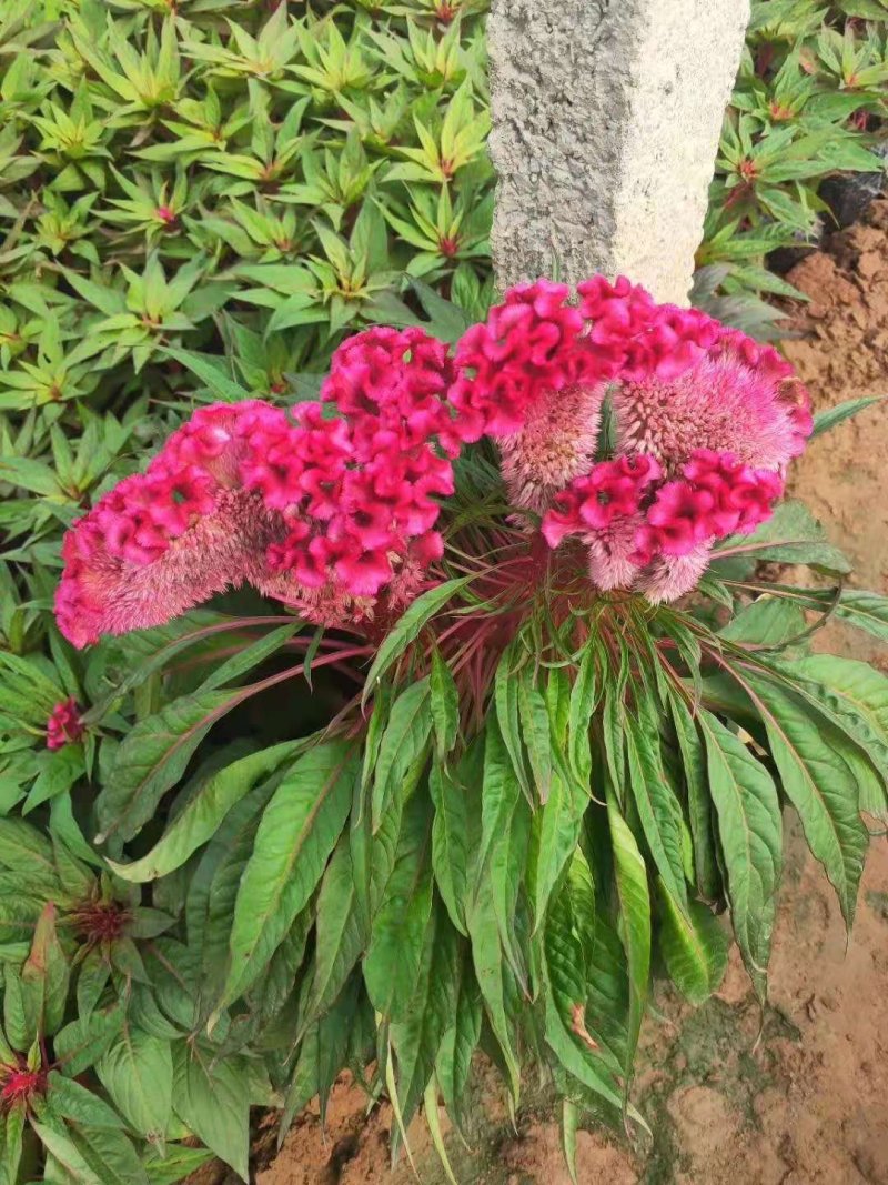 鸡冠花，基地直销，世纪红，一支笔，常年供应各种绿化苗木