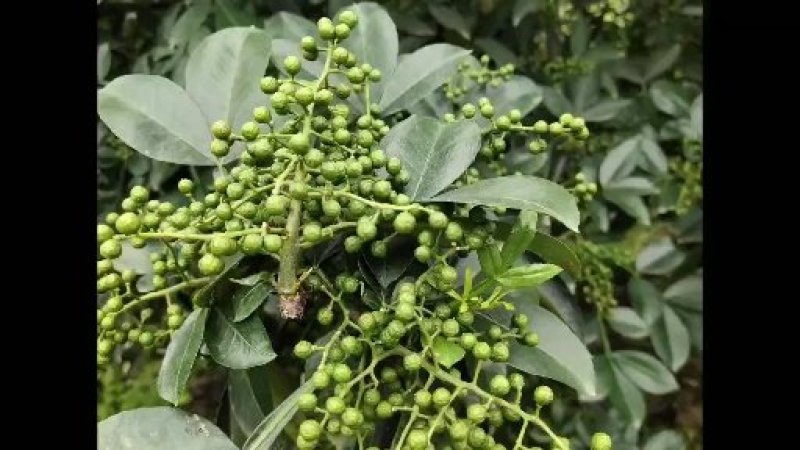 正宗江津本地九叶青花椒杯苗