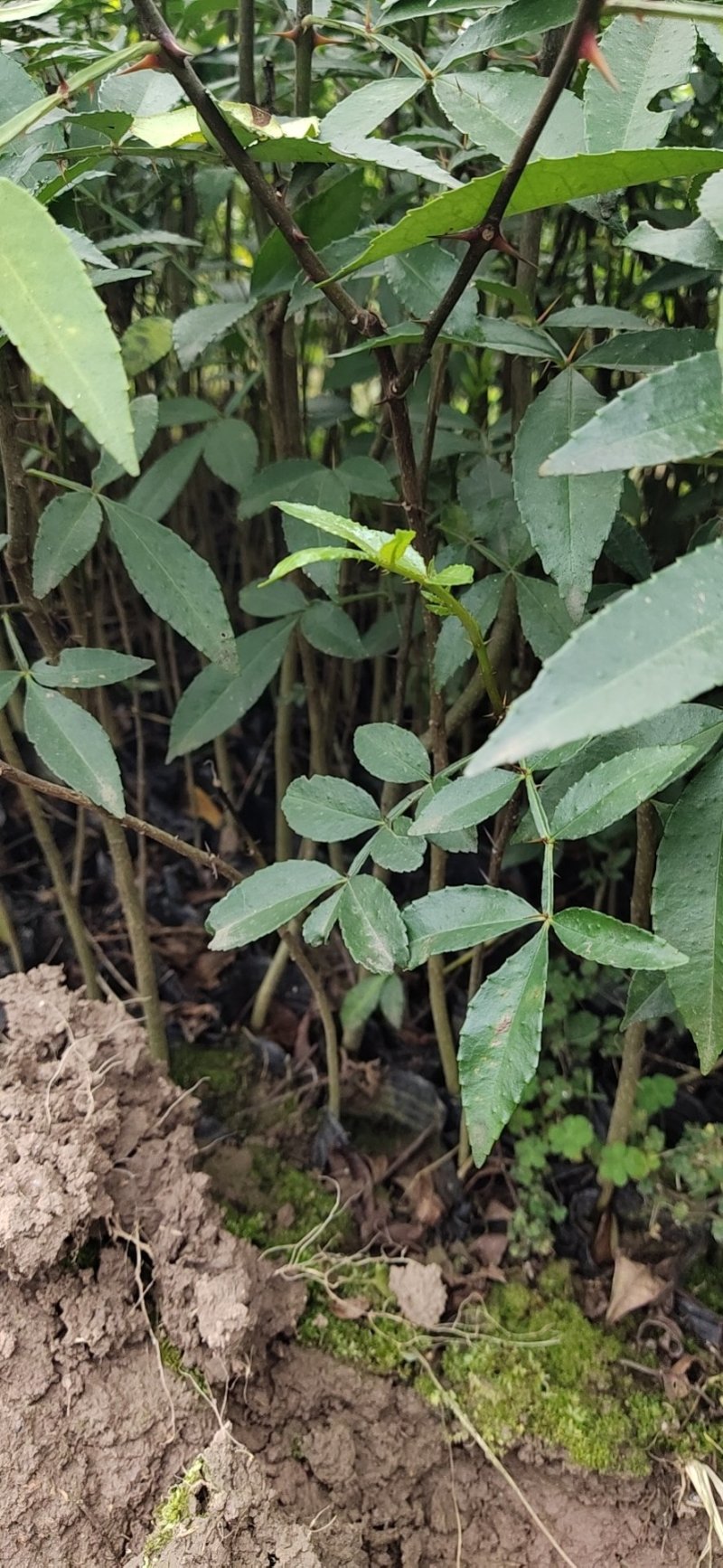 正宗江津本地九叶青花椒杯苗