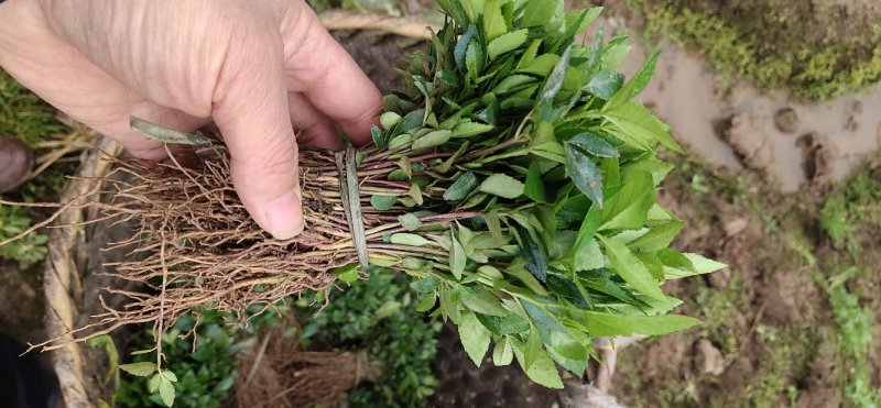 正宗江津本地九叶青花椒杯苗