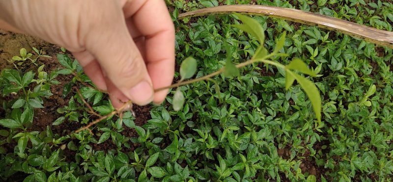 正宗江津本地九叶青花椒杯苗