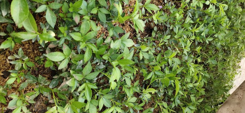 正宗江津本地九叶青花椒杯苗