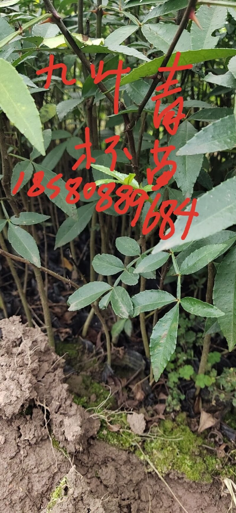 正宗江津本地九叶青花椒杯苗