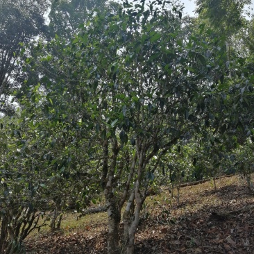 布朗山茶区域山头货源