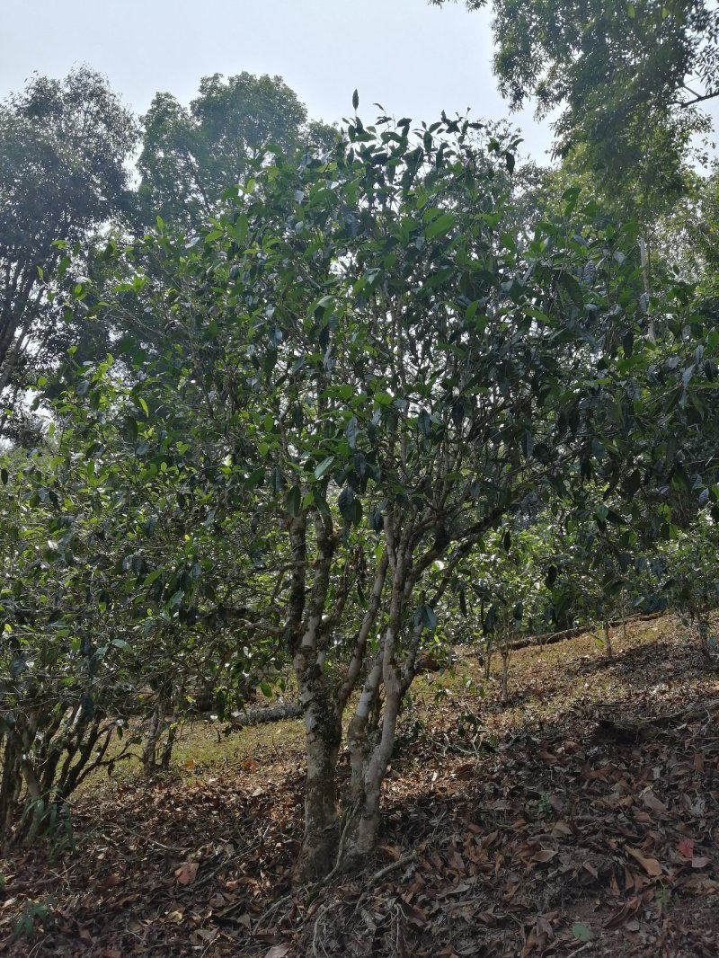 布朗山茶区域山头货源