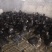 芦花鸡一个月脱温鸡苗绿壳蛋鸡贵妃鸡