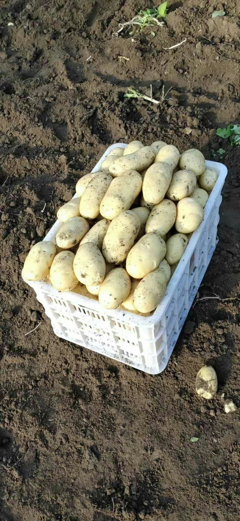 莱西土豆