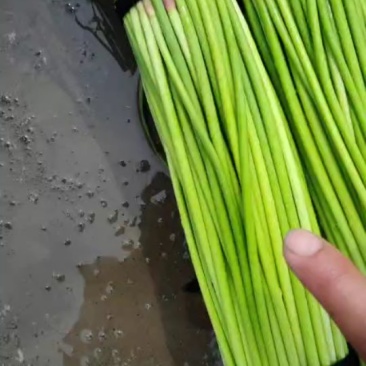 开封蒜薹，干蒜薹，适合发市场，加工厂，可以分把，冷库储存