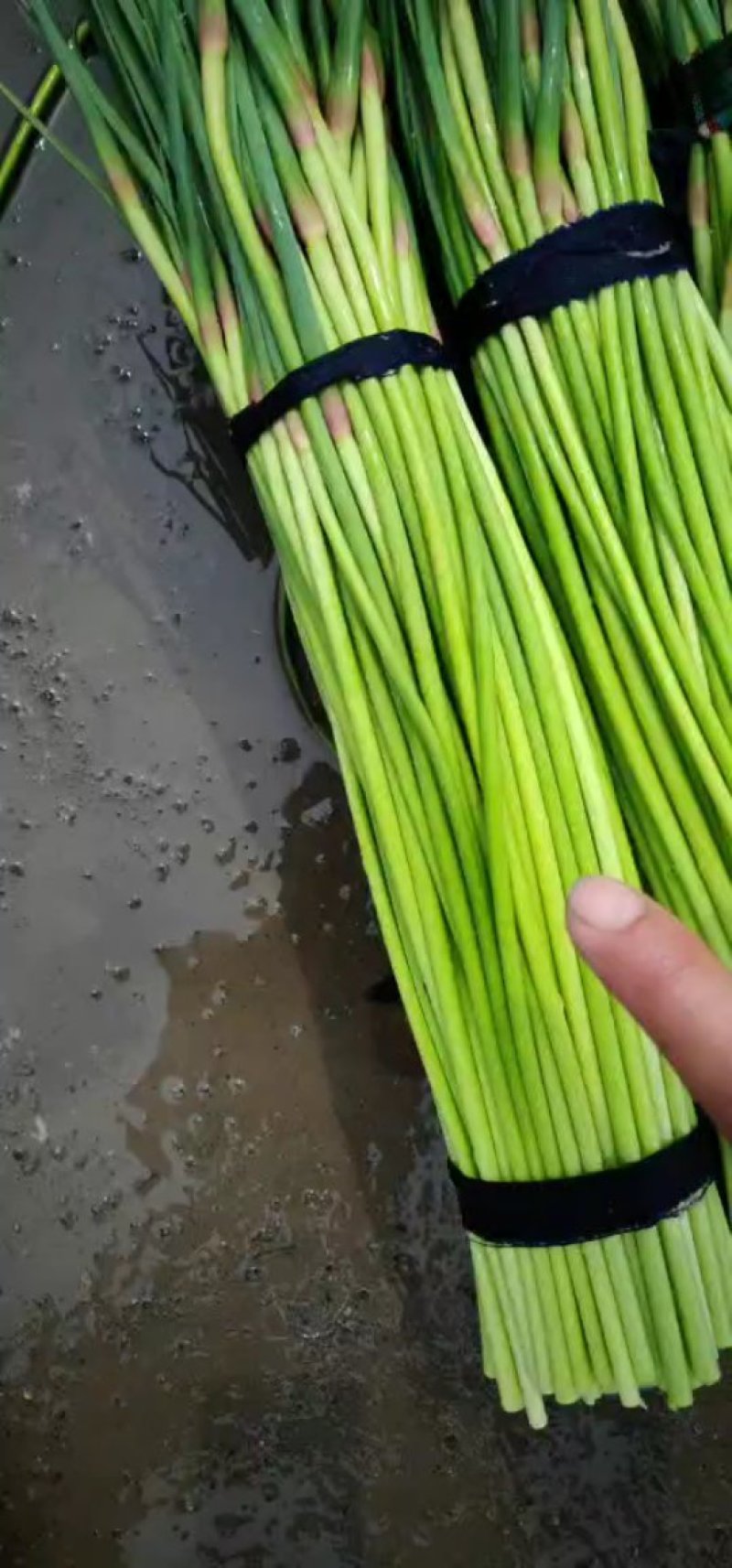 开封蒜薹，干蒜薹，适合发市场，加工厂，可以分把，冷库储存