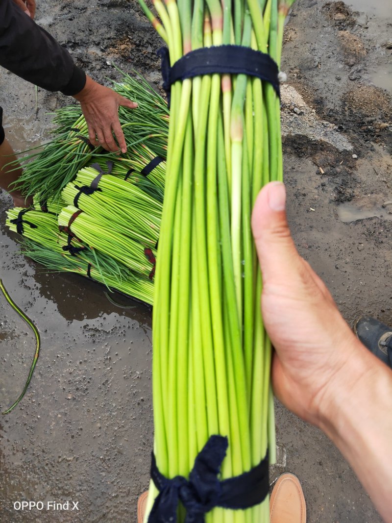 开封蒜薹，干蒜薹，适合发市场，加工厂，可以分把，冷库储存