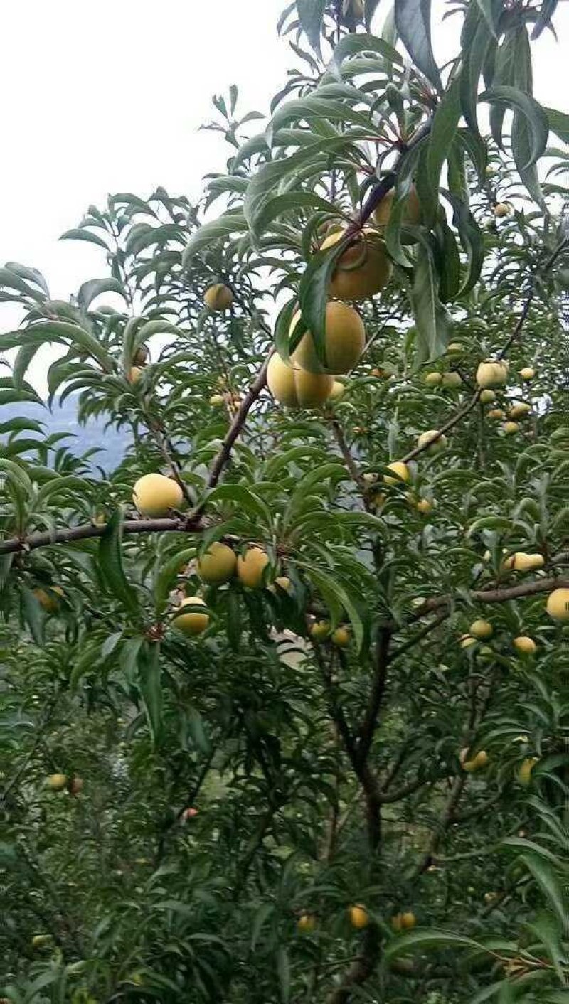 蜂糖李贵州六马蜂糖李子正宗蜂糖李顺丰包邮接一件代发